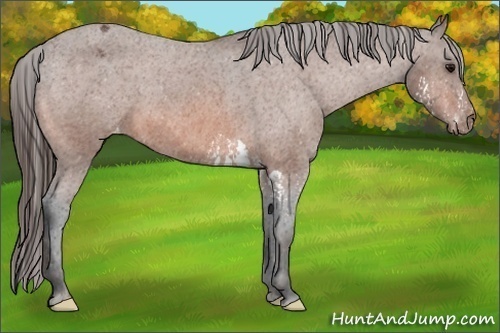 Horse Color:Bay Splash Appaloosa  Brindle