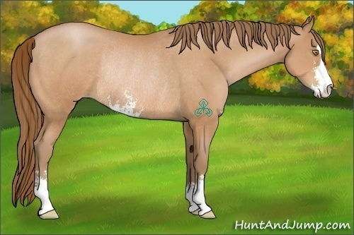 Horse Color:Bay Pearl Sabino Rabicano 