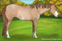 Horse Color:Bay Pearl Sabino Rabicano 
