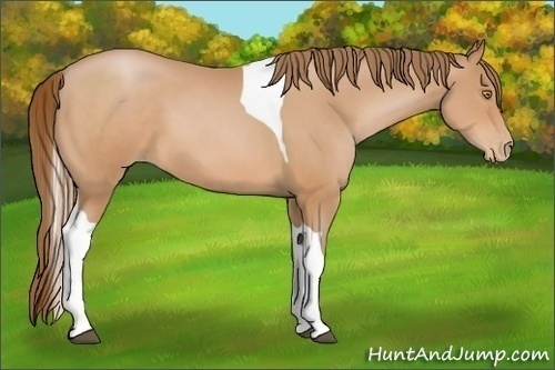Horse Color:Bay Pearl Tobiano 