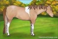 Horse Color:Bay Pearl Tobiano