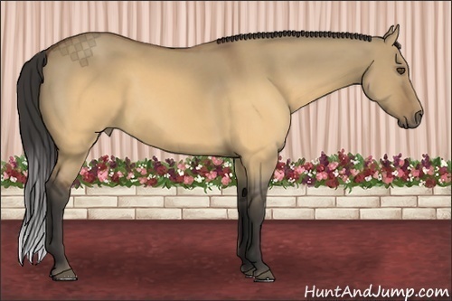 Horse Color:Buckskin Dun 
