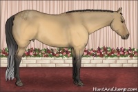 Horse Color:Buckskin Dun