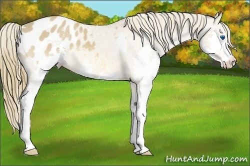 Horse Color:Buckskin Splash Blanket 