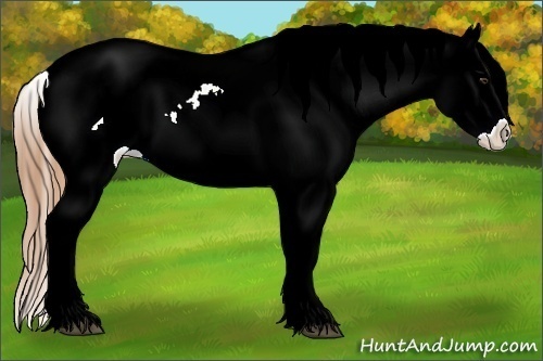 Horse Color:Chestnut Tobiano Appaloosa 