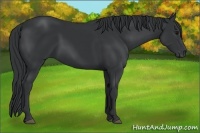 Horse Color:Black Sabino Rabicano 
