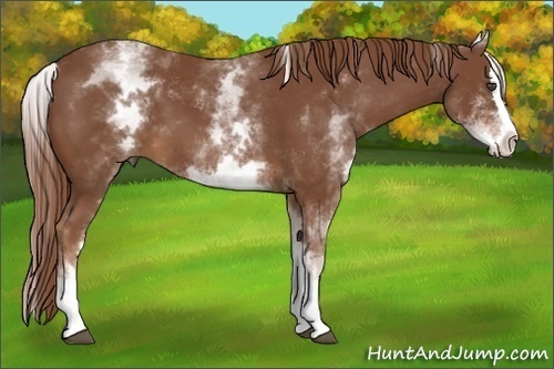 Horse Color:White Spotted Chestnut Splash 