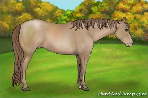 Horse Color:Black Pearl Sabino 