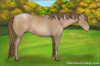 Horse Color:Black Pearl Sabino