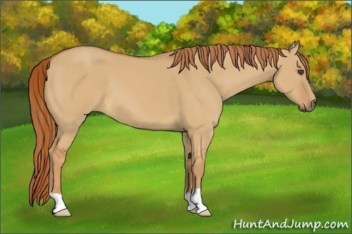 Horse Color:Unknown 