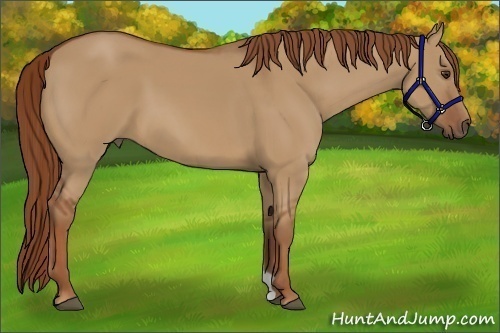 Horse Color:Red Dun 