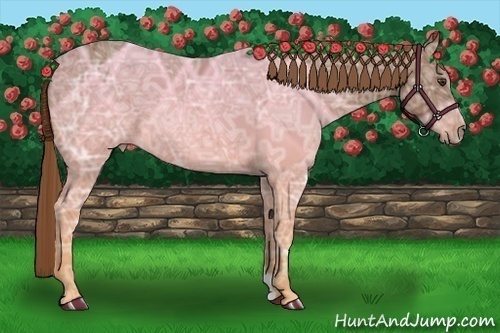 Horse Color:Chestnut Ice 