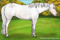 Horse Color:Silver Bay Appaloosa