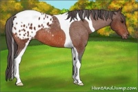 Horse Color:Bay Tobiano Blanket 
