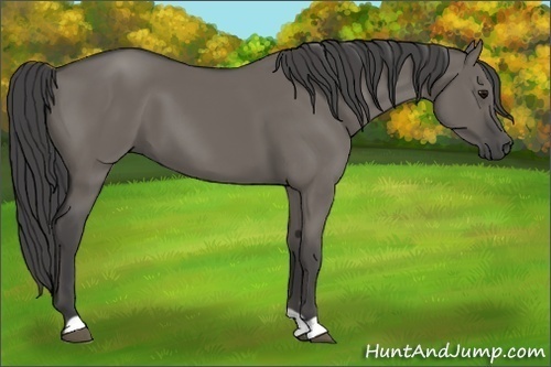 Horse Color:Smoky Grullo 