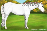 Horse Color:Silver Grullo Ice Splash Appaloosa 