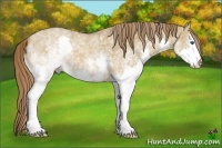Horse Color:White Spotted Red Dun Splash 