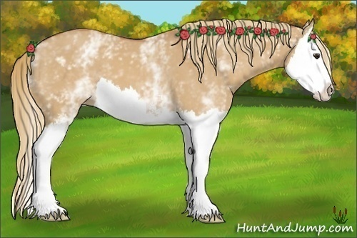Horse Color:White Spotted Red Dun Sabino Splash 