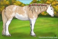 Horse Color:White Spotted Red Dun Sabino Splash 