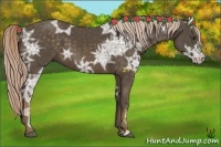 Horse Color:Chocolate Palomino Ice 