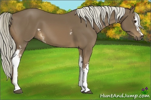 Horse Color:White Spotted Chocolate Palomino