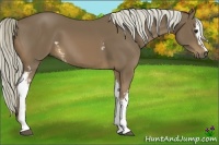 Horse Color:White Spotted Chocolate Palomino 
