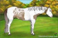 Horse Color:Liver Red Dun Ice Splash Tobiano 