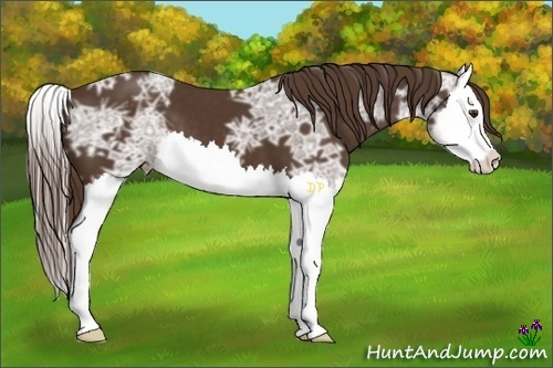 Horse Color:Liver Chestnut Ice Splash 