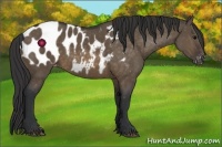 Horse Color:Brown Dun Appaloosa 