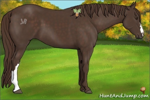 Horse Color:Liver Chestnut 