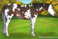 Horse Color:White Spotted Liver Chestnut Splash 