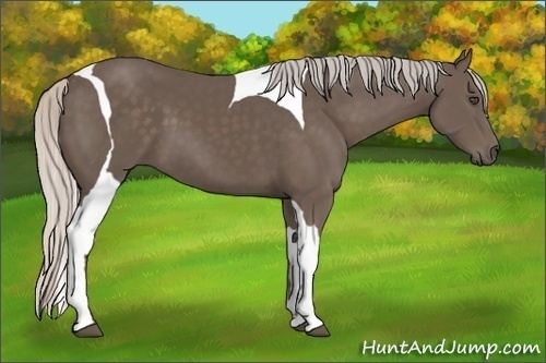 Horse Color:Silver Black Tobiano Frame 