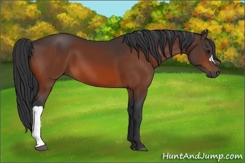 Horse Color:Unknown 