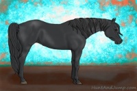 Horse Color:Black 