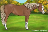 Horse Color:Chestnut Sabino Splash 
