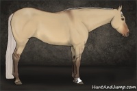 Horse Color:Silver Bay Dun