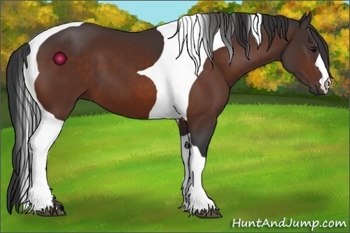 Horse Color:Bay Tobiano