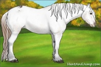 Horse Color:Buckskin Varnish 