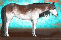 Horse Color:White Spotted Bay 