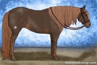 Horse Color:Liver Chestnut 