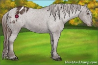 Horse Color:Liver Chestnut Appaloosa