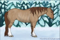 Horse Color:Red Dun Rabicano