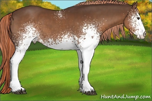Horse Color:White Spotted Liver Chestnut 