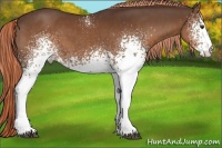 Horse Color:White Spotted Liver Chestnut