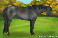 Horse Color:Black Sabino