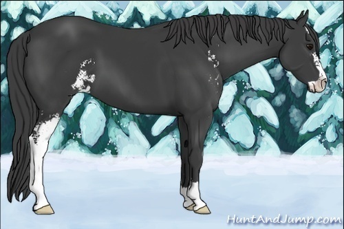 Horse Color:Smoky Black Sabino 