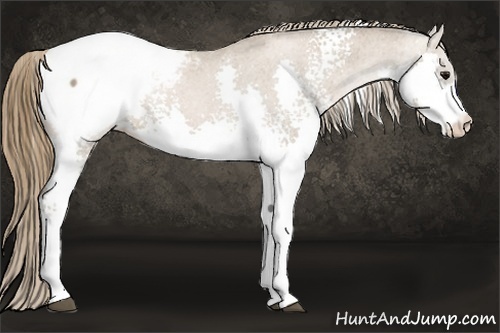 Horse Color:White Spotted Black Pearl Sabino Splash Appaloosa Rabicano