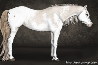 Horse Color:White Spotted Black Pearl Sabino Splash Appaloosa Rabicano 