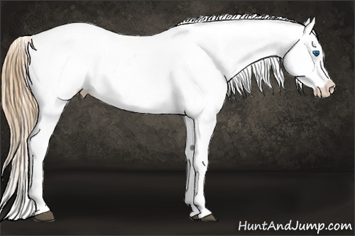 Horse Color:White Spotted Black Pearl Sabino Splash Appaloosa Rabicano 