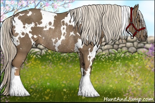 Horse Color:White Spotted Chocolate Palomino Rabicano 